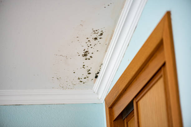 Best Mold Cleaning Services  in Fort Pierce South, FL