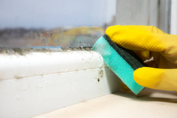 Best Commercial Mold Removal  in Fort Pierce South, FL