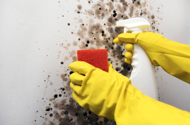 Best Mold Removal Company Near Me  in Fort Pierce South, FL