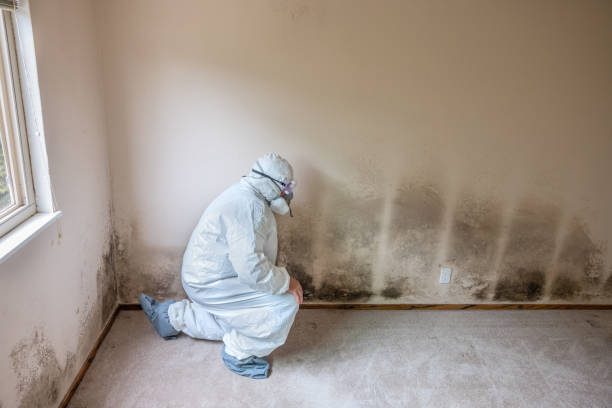 Best Residential Mold Removal  in Fort Pierce South, FL