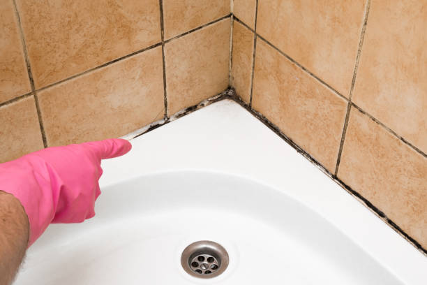 Trusted Fort Pierce South, FL Mold Removal Experts